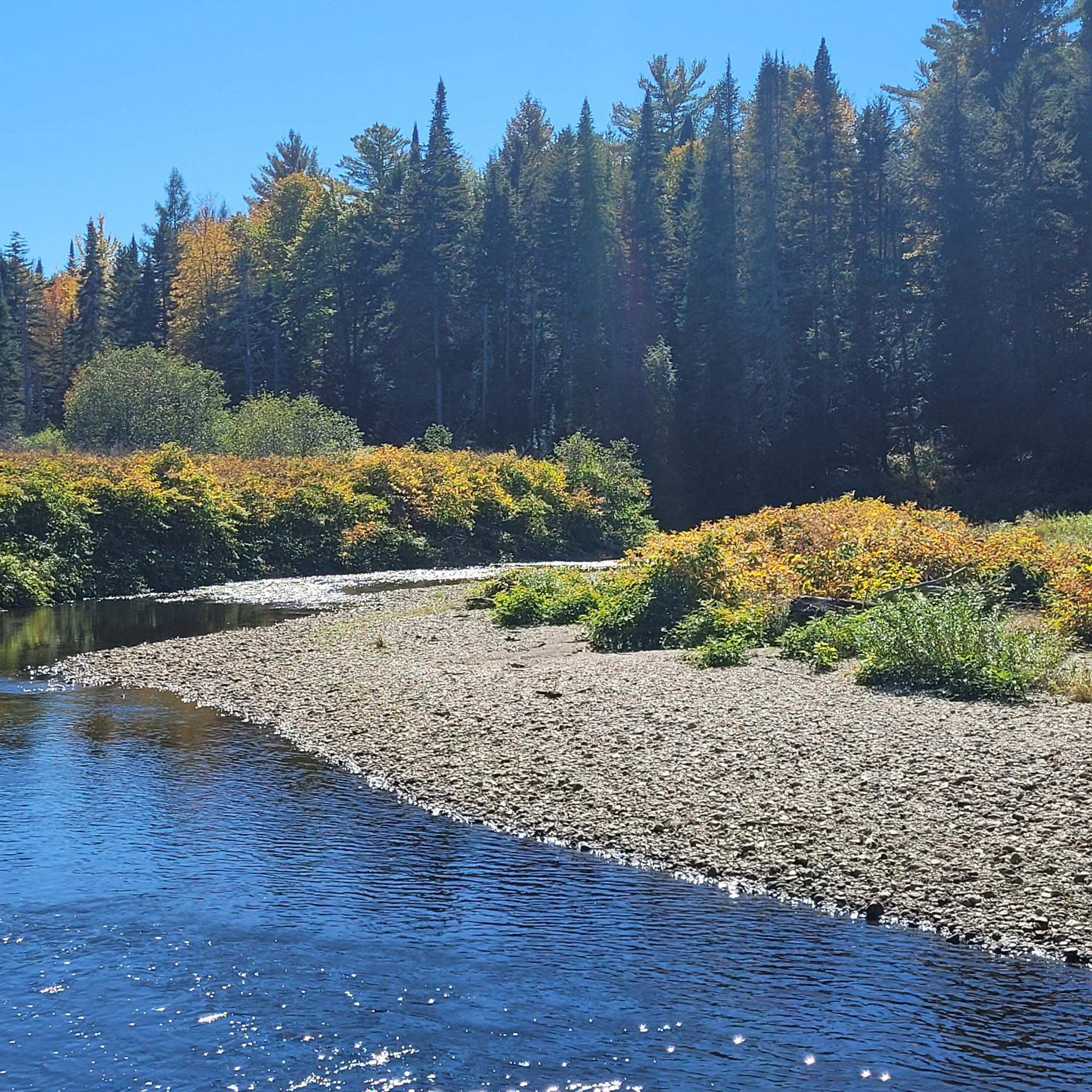 River beside a rocky shore, autumn shrubs, and dense evergreen forest.