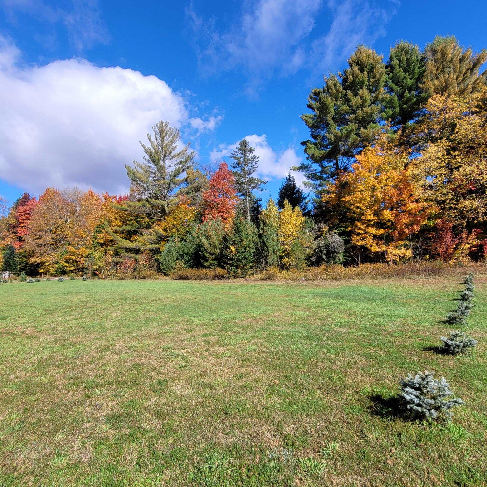 Open grassy lawn bordered by colorful autumn trees, with small evergreens in the foreground.