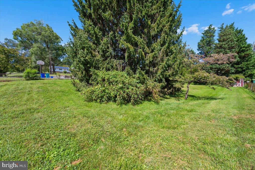 Grassy yard with a large evergreen tree, basketball hoop, and neighboring house.