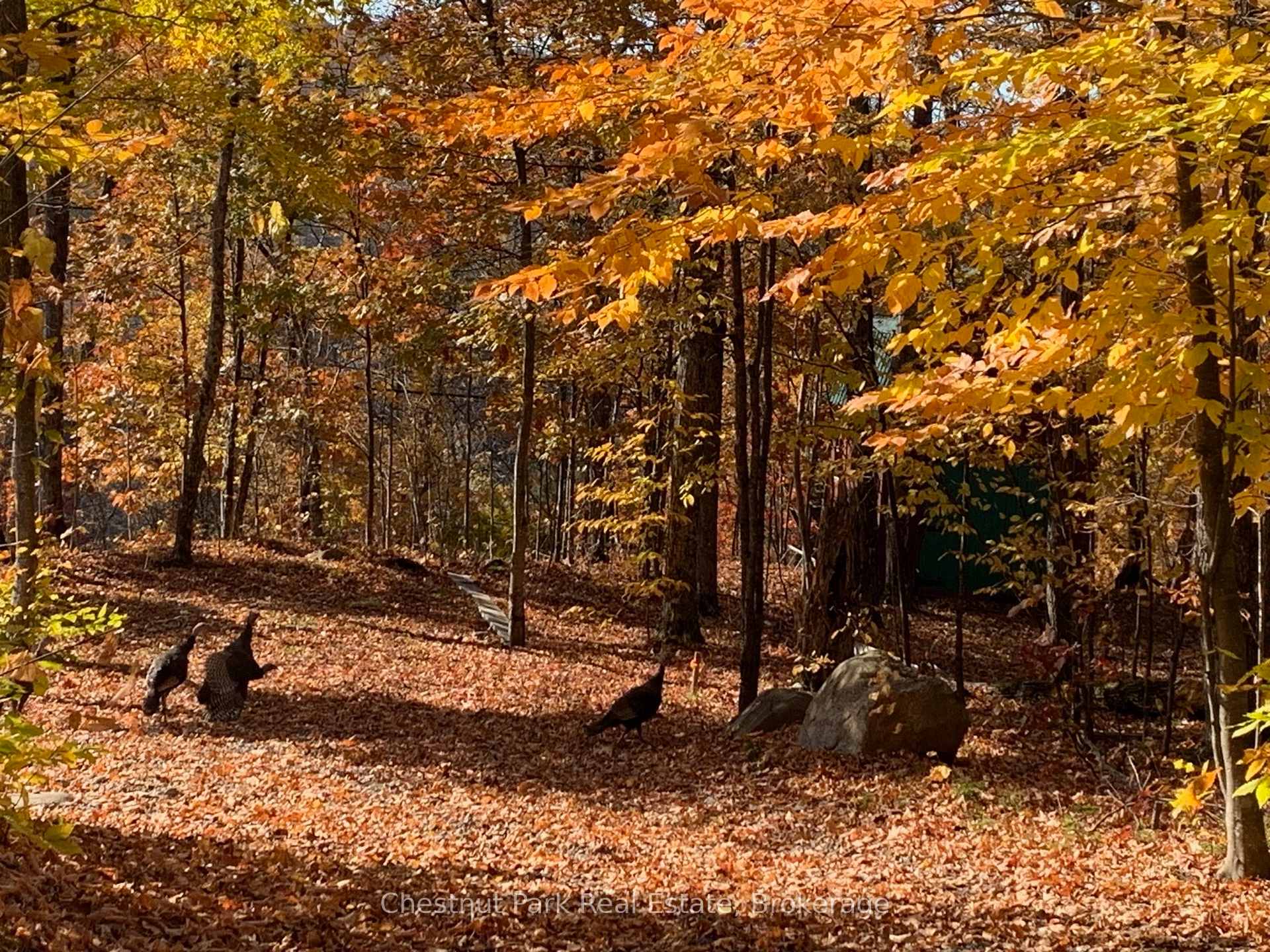 1027 Select Trail