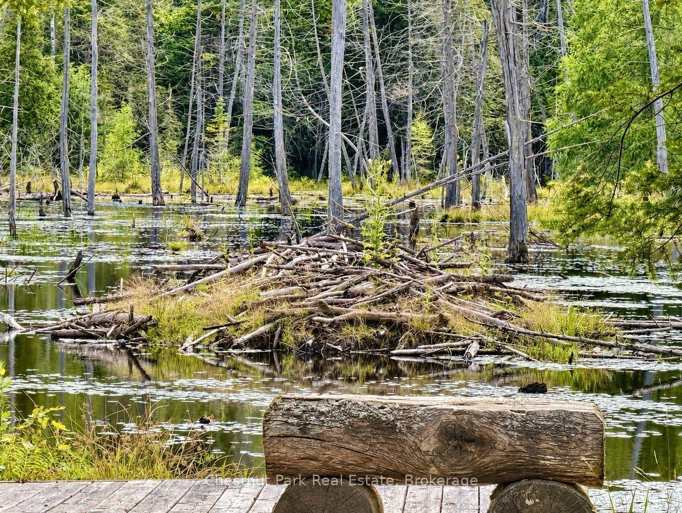 Wooded pond with lily pads, fallen branches and a log bench beside the dock.