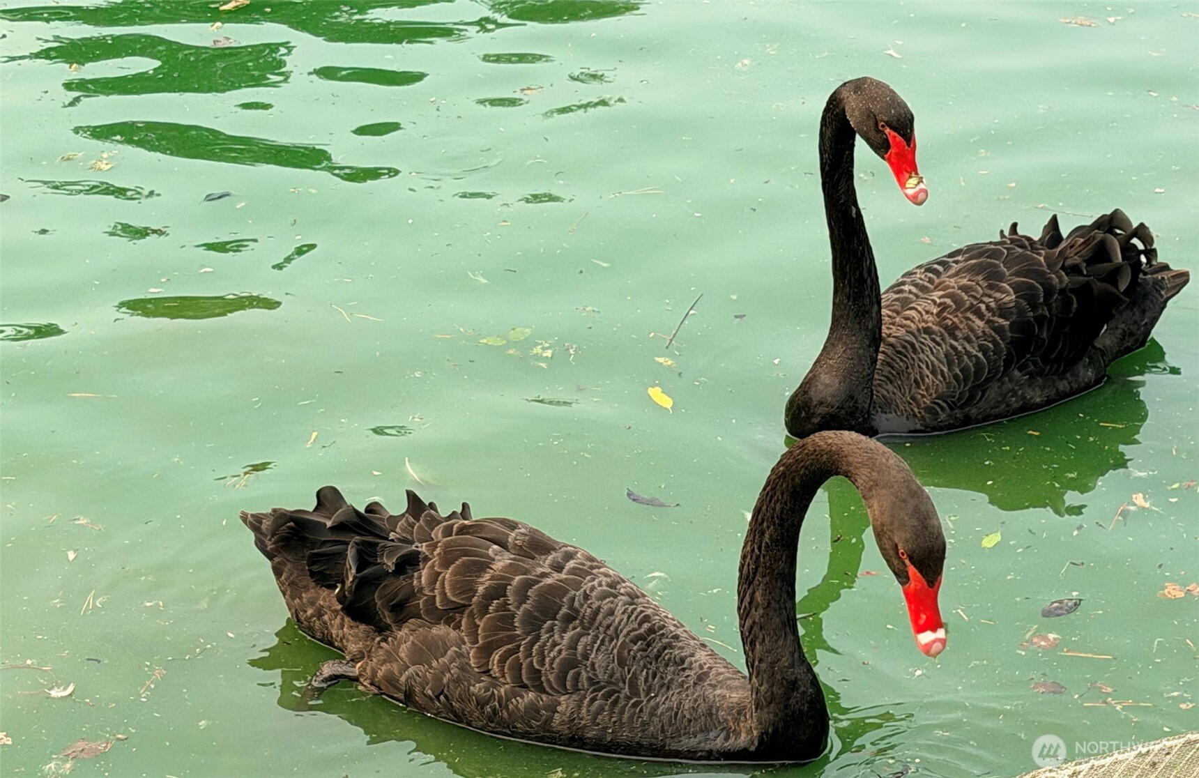 Two black swans swim in green water, one bending its head toward the surface.