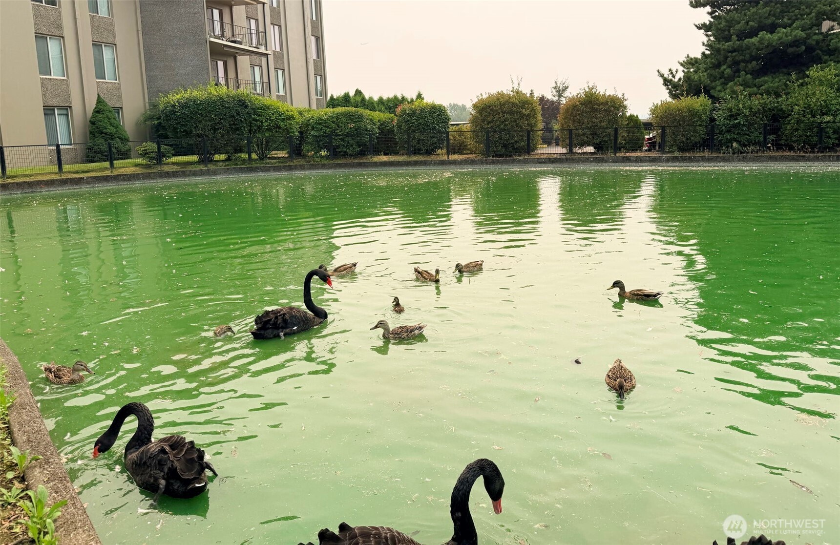 Pond with black swans and ducks beside a condominium building.