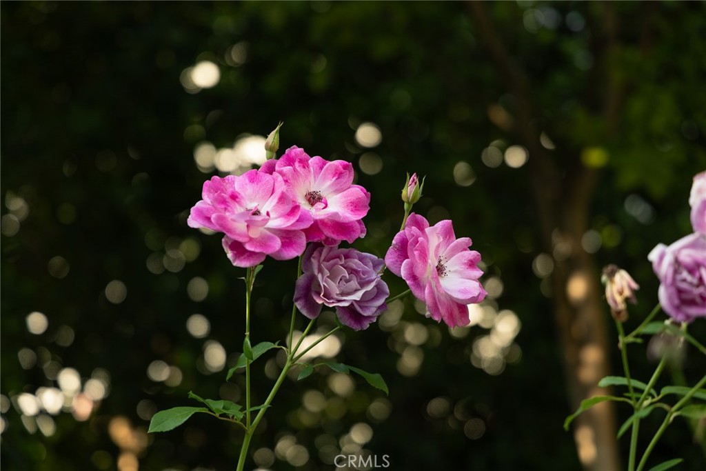 321 Wonderview Drive