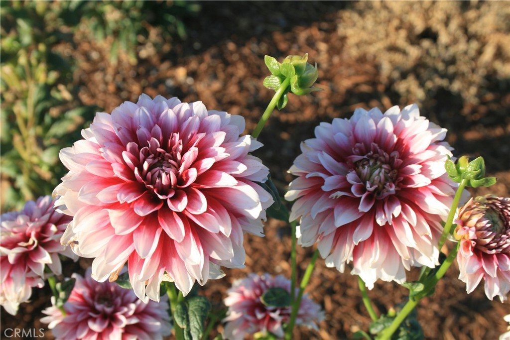 47998 Miami Highlands Drive