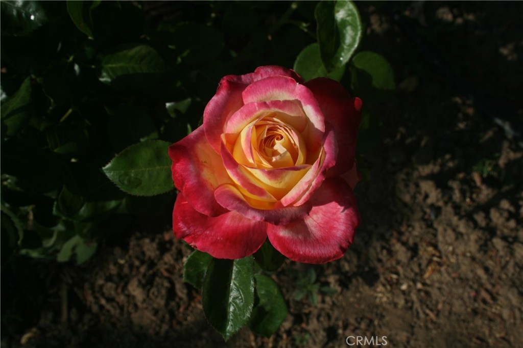 47998 Miami Highlands Drive