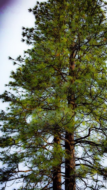 5333 Wilderness View Drive