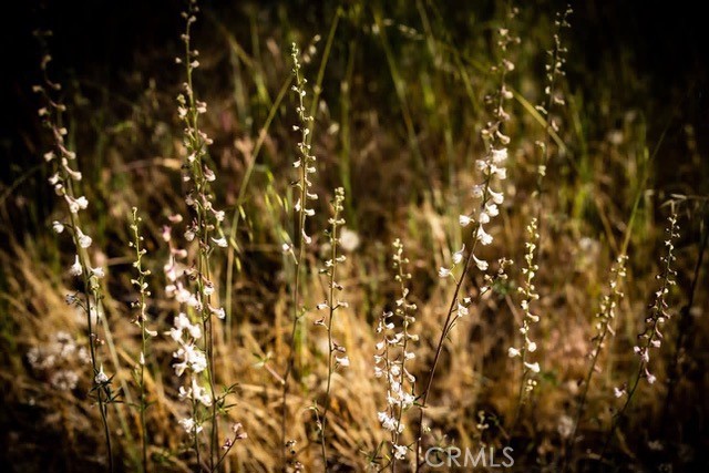 5333 Wilderness View Drive