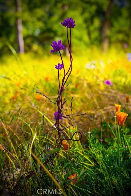 5333 Wilderness View Drive