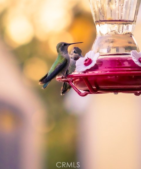 5333 Wilderness View Drive