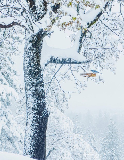 5333 Wilderness View Drive