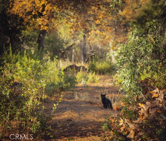 5333 Wilderness View Drive