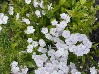 156 Keethler Drive S