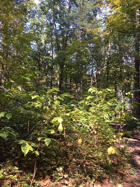 Lot 2 Maxon Street