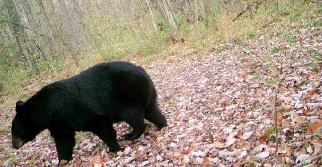 5770 N Bell School Road