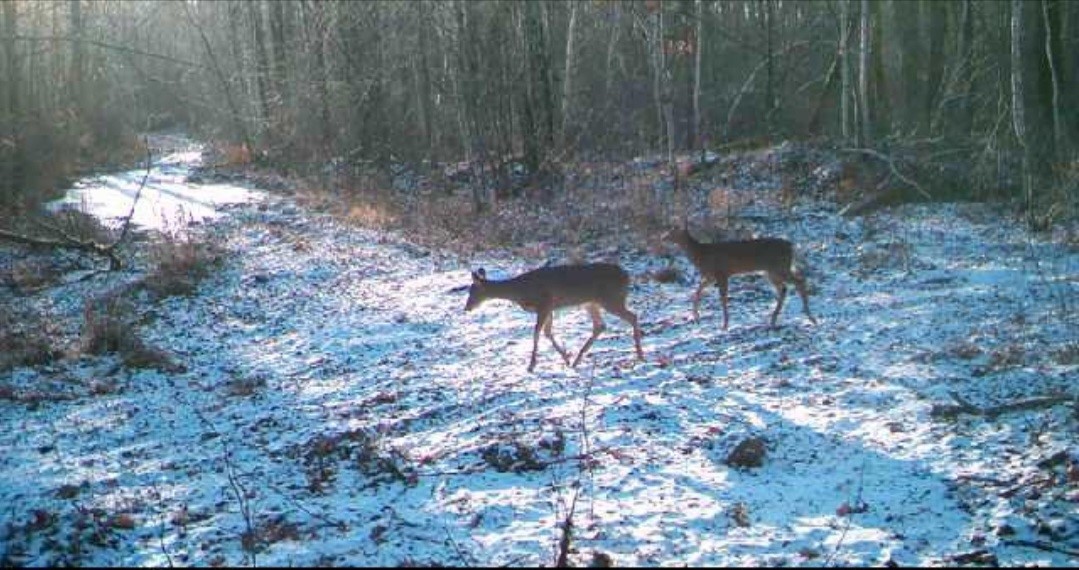 5770 N Bell School Road