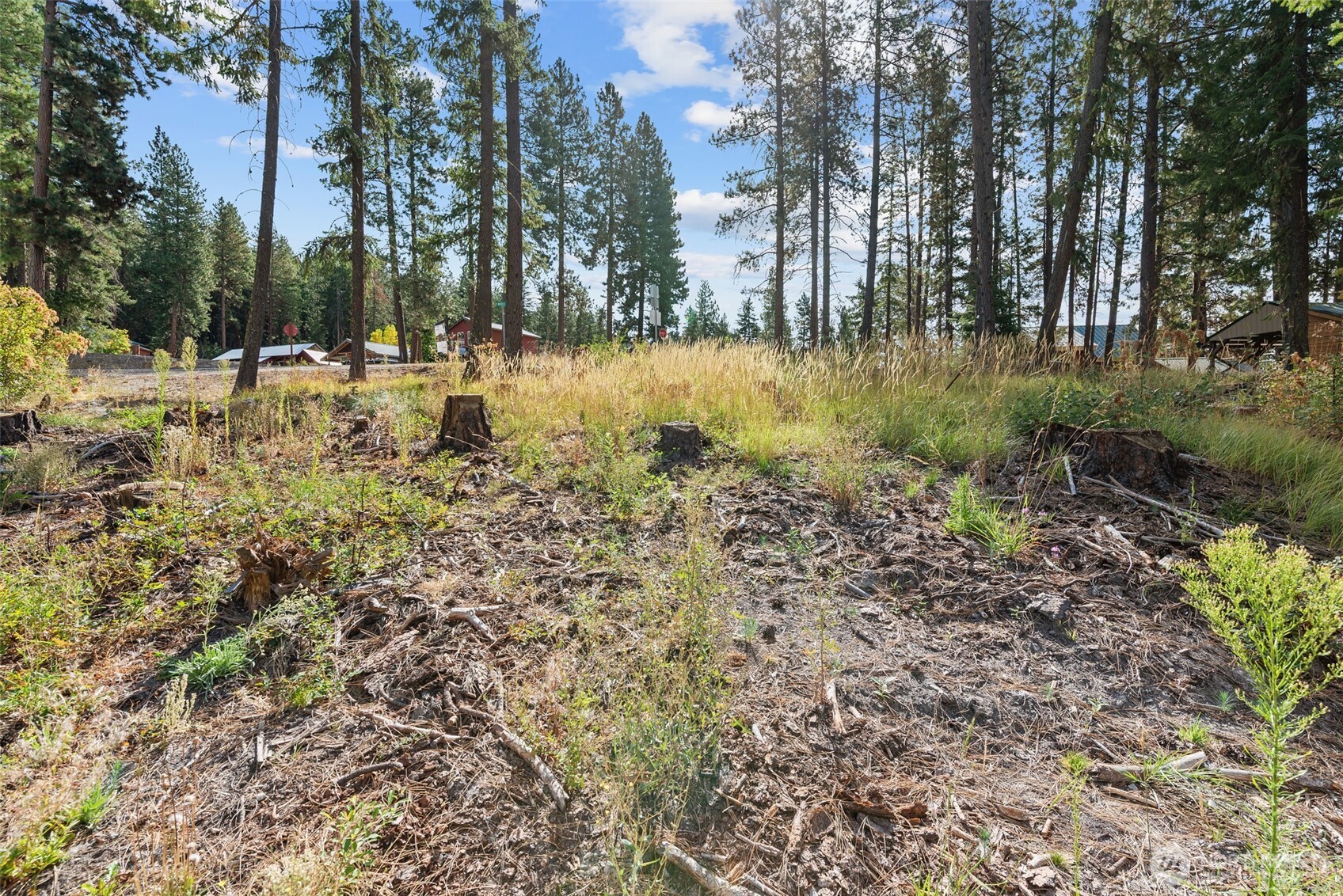 Vacant wooded lot with a grassy clearing, tree stumps, and nearby cabins among tall pines.