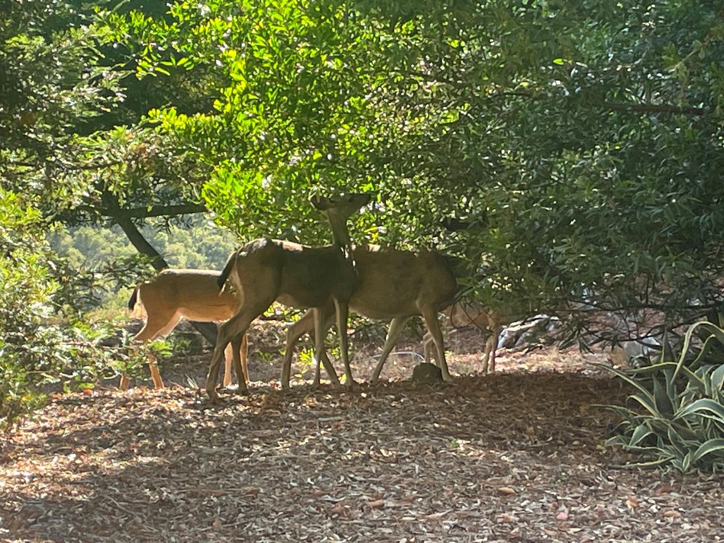 3392 Brittan Avenue 4