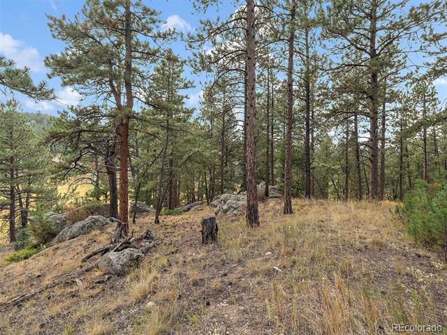Rocky wooded hillside with mature pine trees and dry grass.