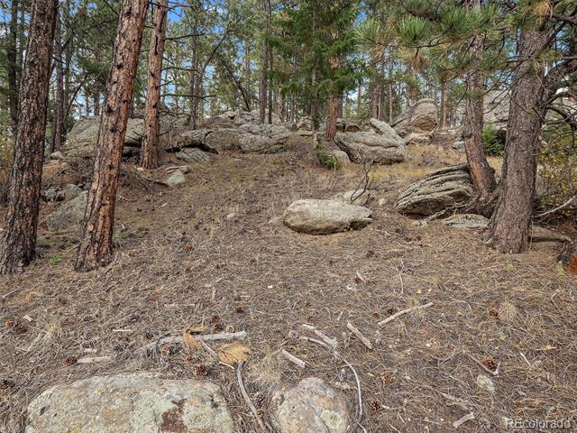 Wooded lot with pine trees, scattered boulders, and dry ground.