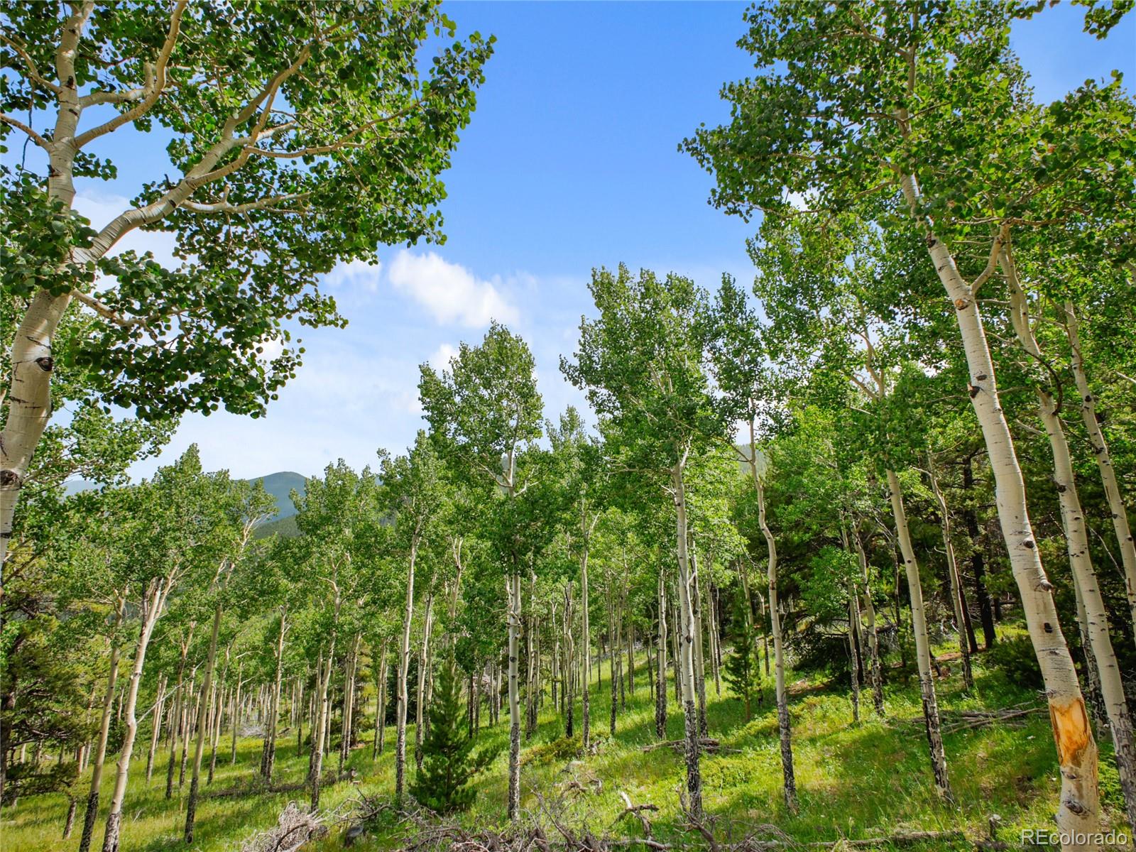 3665 Beaver Brook Canyon Road