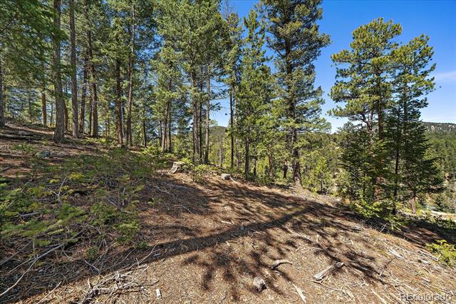 Sloping wooded lot with mature pine trees and a sunlit clearing.