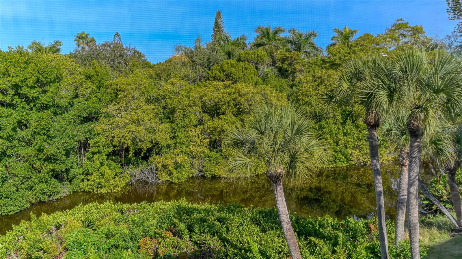 Waterway bordered by dense tropical greenery and palms, viewed through a screen.