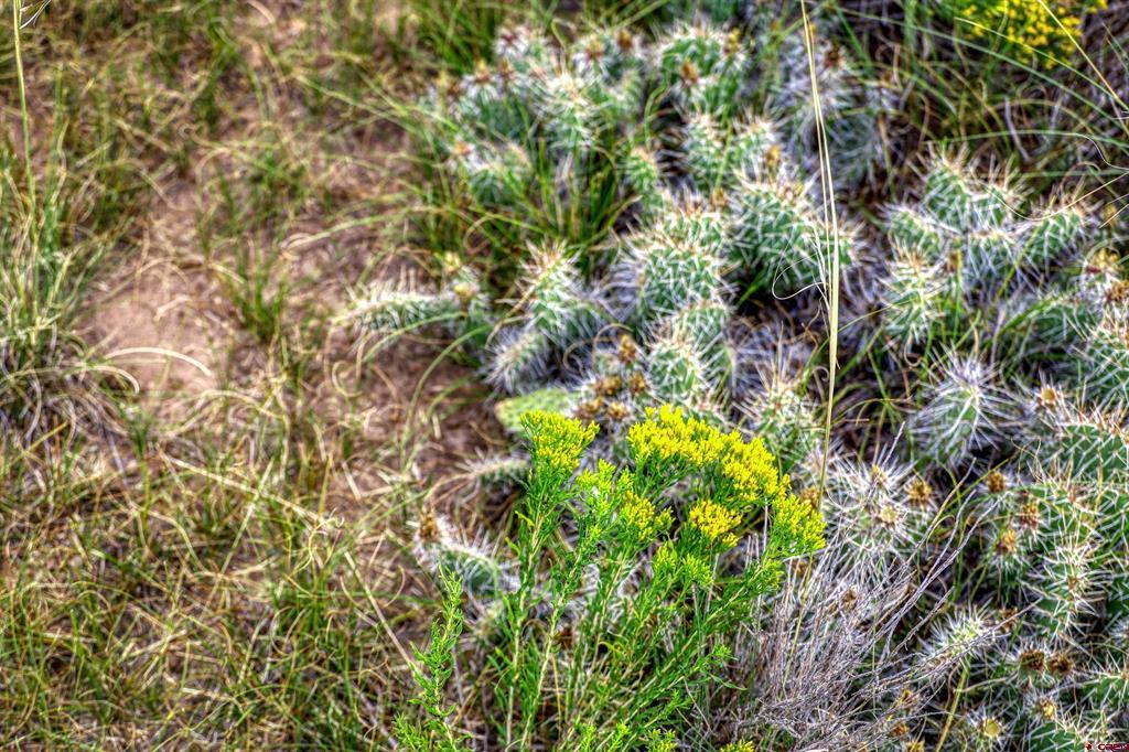 227 Red Feather Road