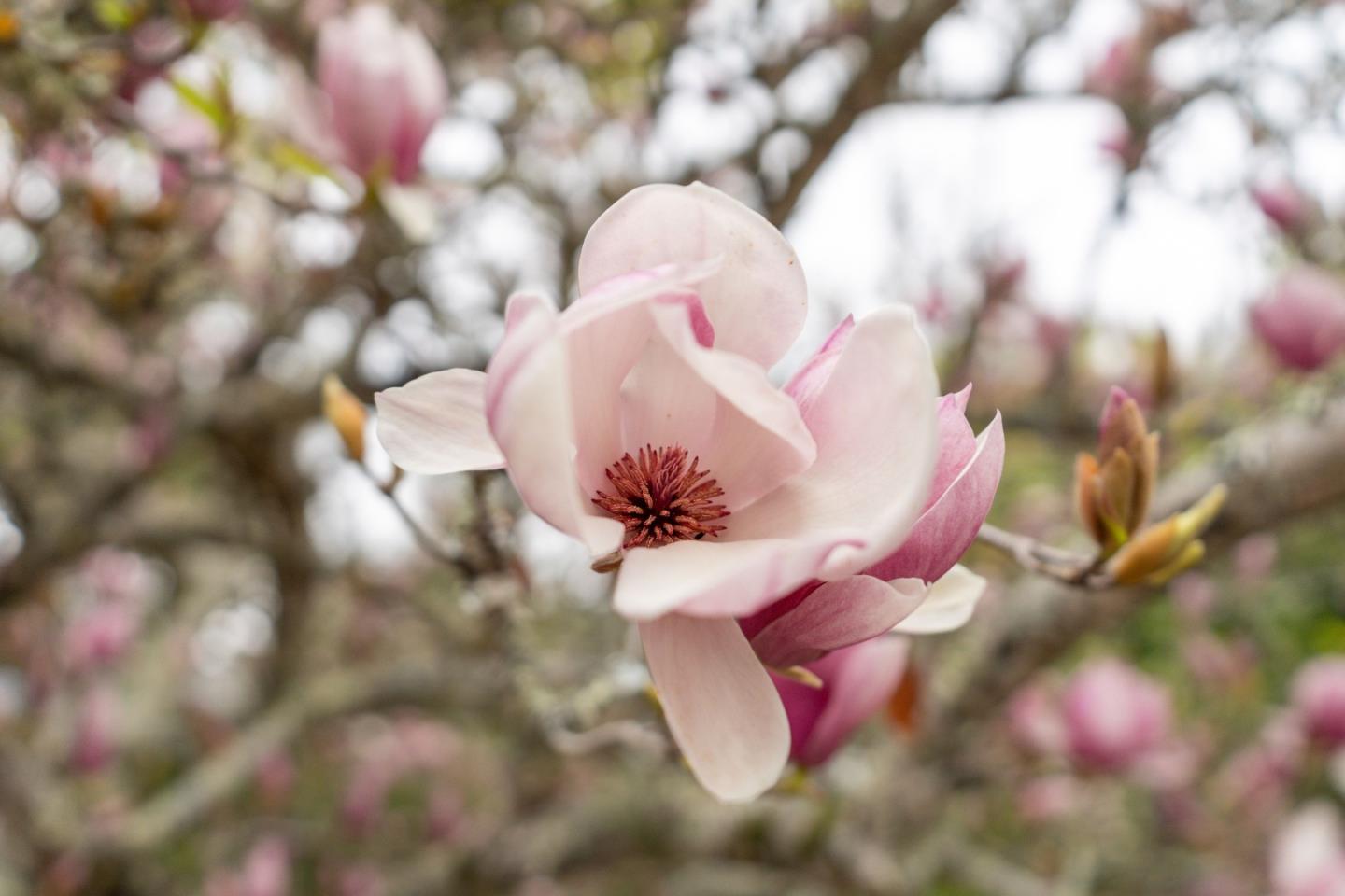 960 Graham Hill Road