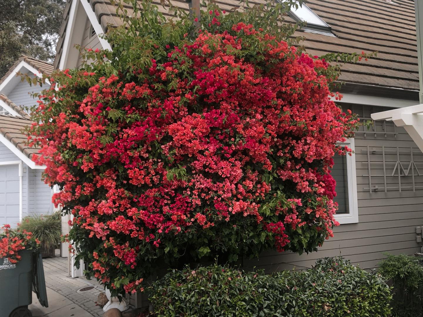 126 Frederick Street 20