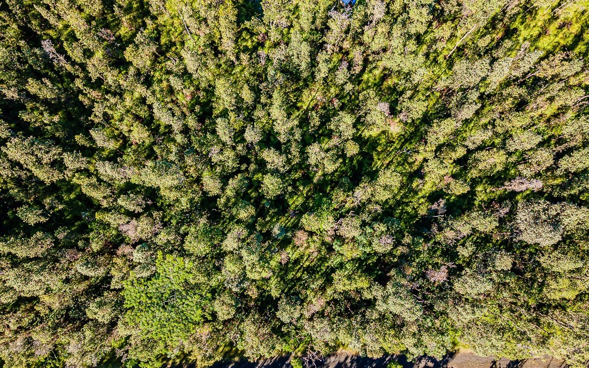WAIMEA RD