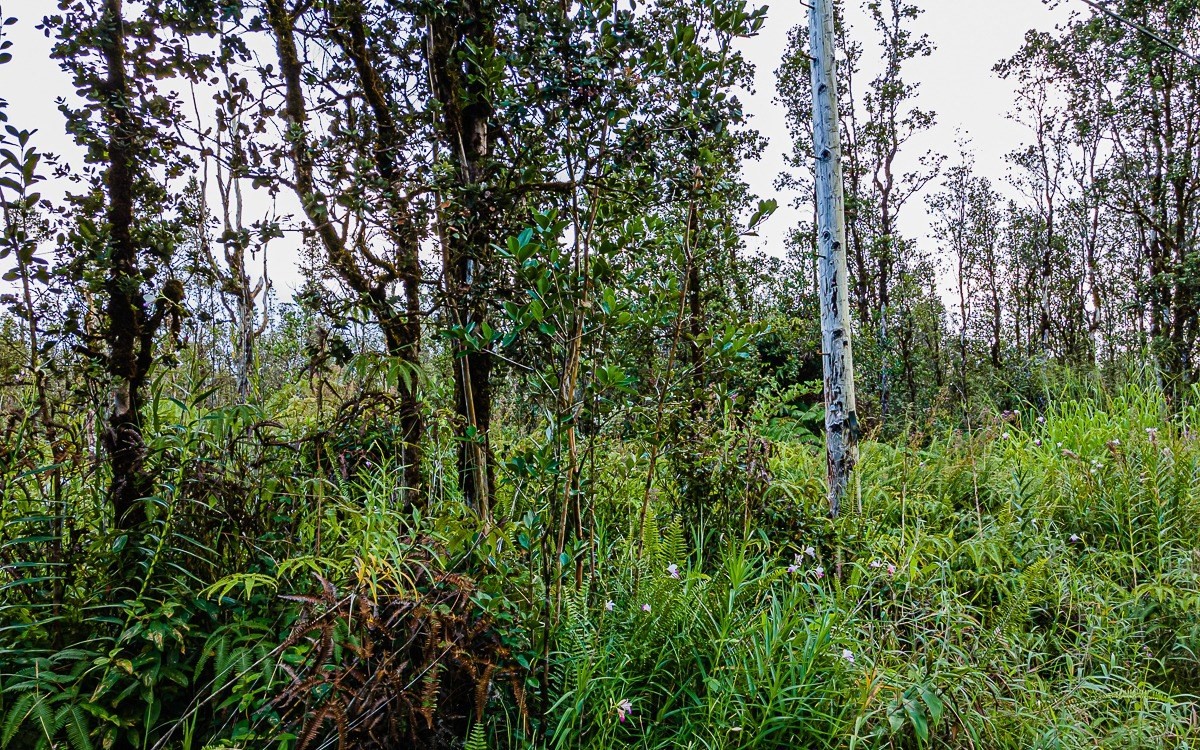 WAIMEA RD