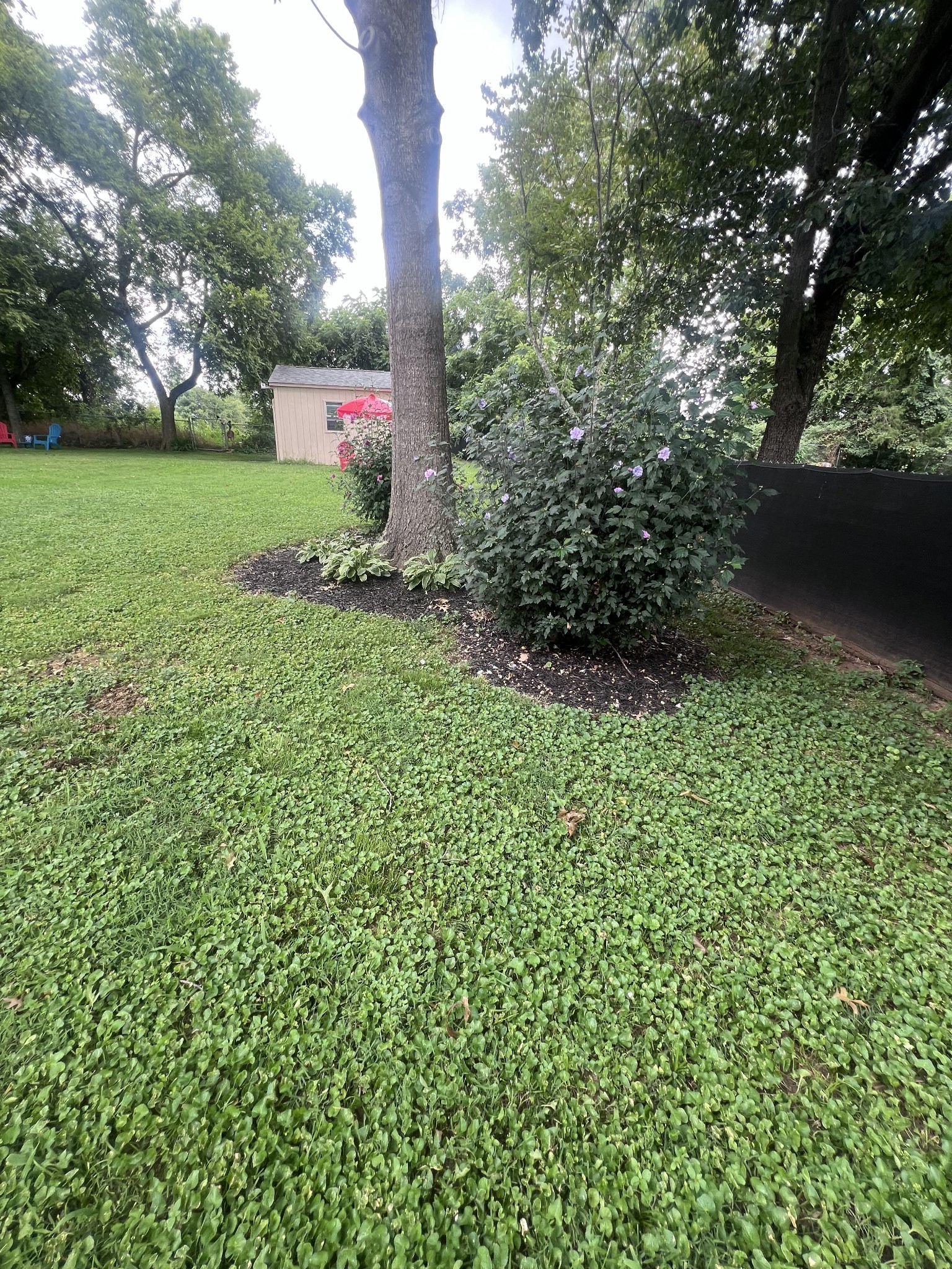 217 Chestnut Dr