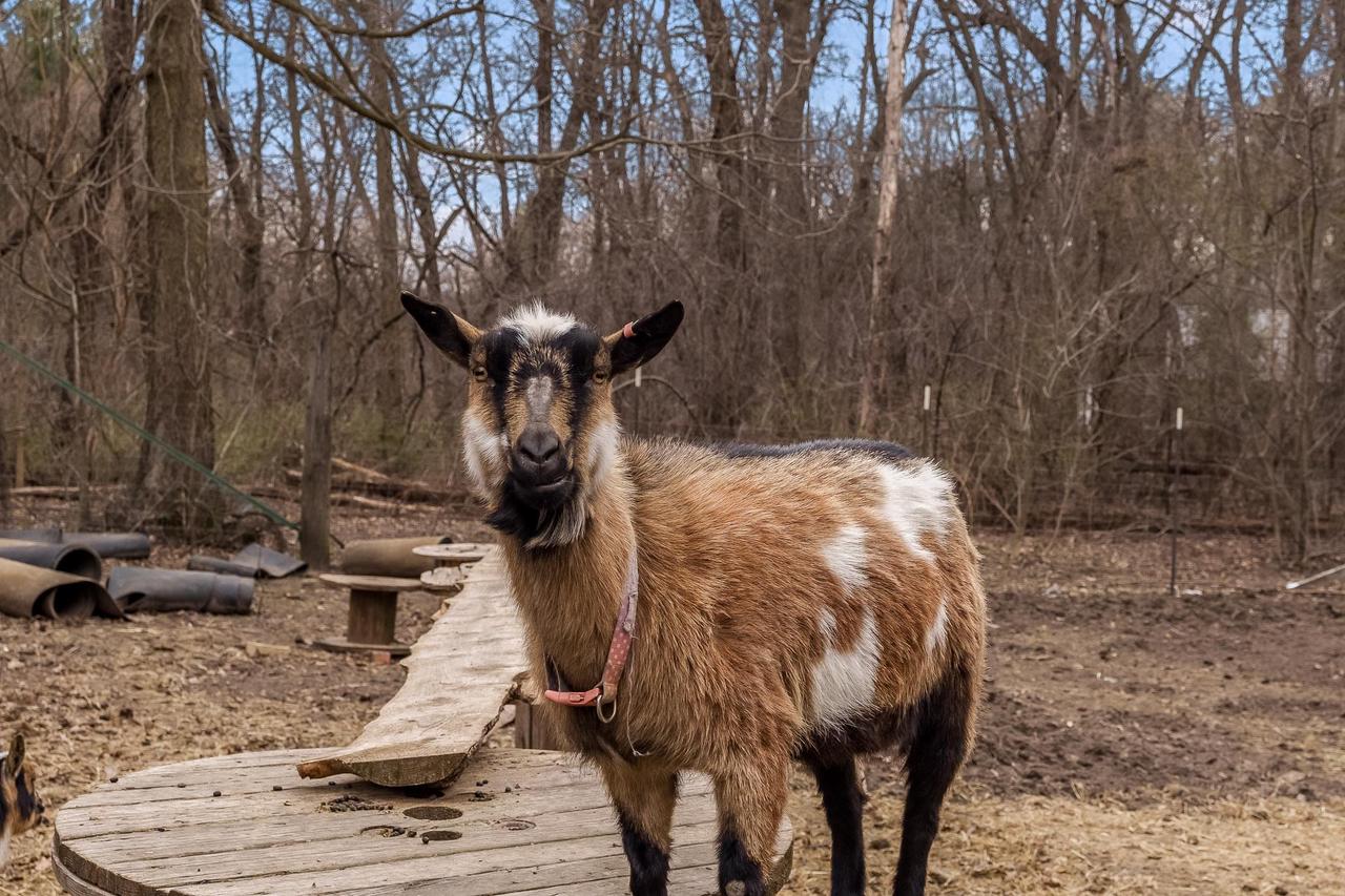 11432 South Smythe School Road