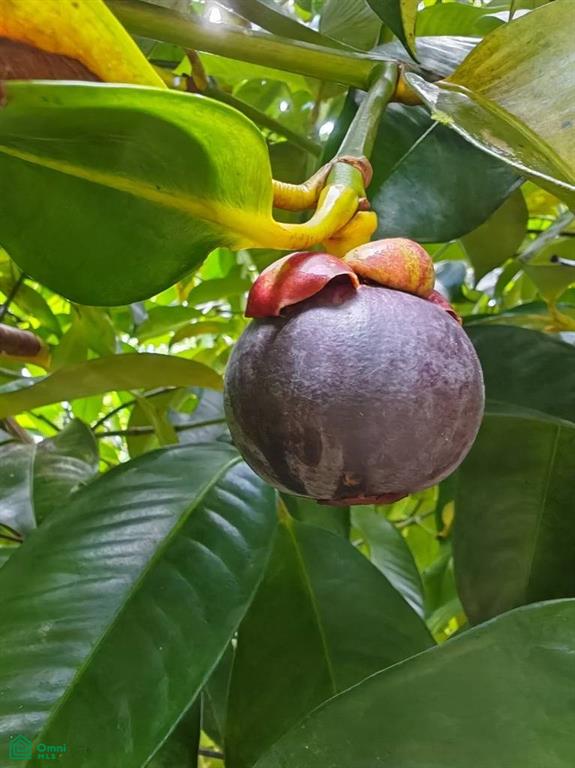 Organic Fruit farm Paradise near Nauyaca Waterfalls , Barú, Perez Zeledon, San Jose