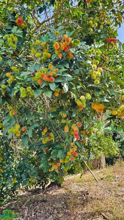 Organic Fruit farm Paradise near Nauyaca Waterfalls , Barú, Perez Zeledon, San Jose