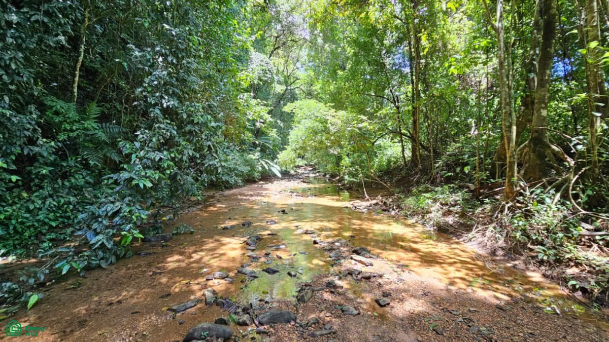 Finca Vida Orgánica , Barú, Perez Zeledon, San Jose