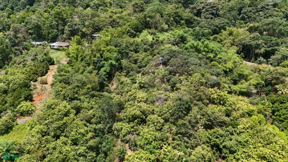 Finca Vida Orgánica , Barú, Perez Zeledon, San Jose