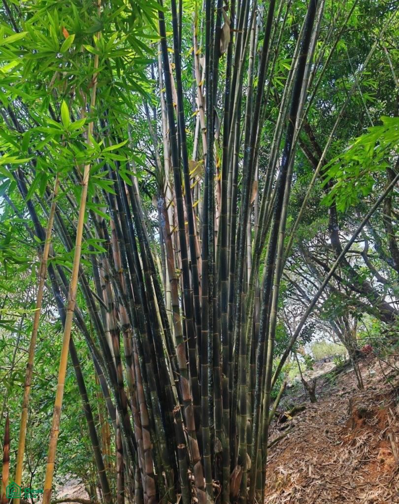 Finca Vida Orgánica , Barú, Perez Zeledon, San Jose