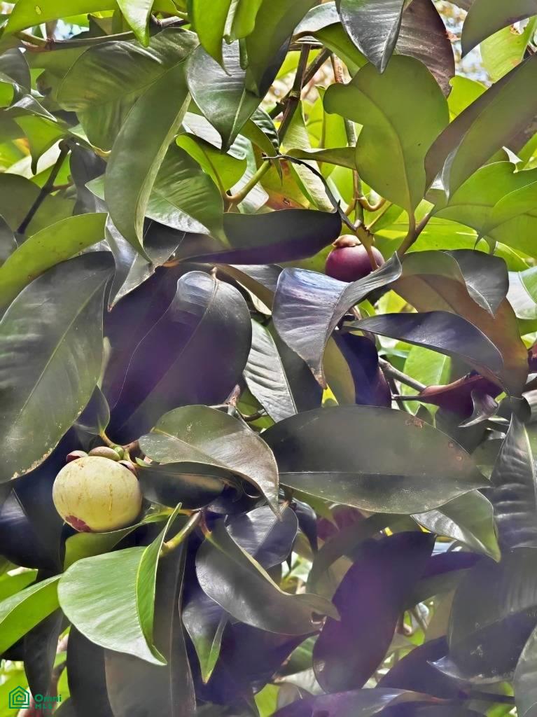 Finca Vida Orgánica , Barú, Perez Zeledon, San Jose