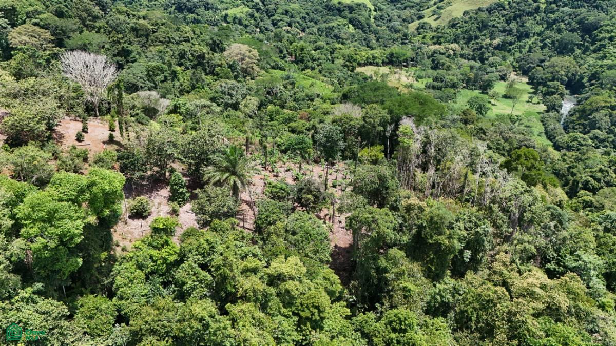 Finca Vida Orgánica , Barú, Perez Zeledon, San Jose