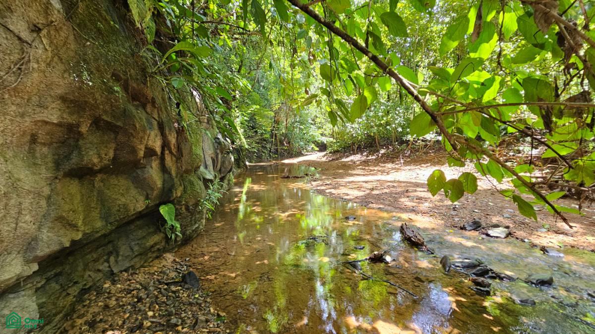 Finca Vida Orgánica , Barú, Perez Zeledon, San Jose