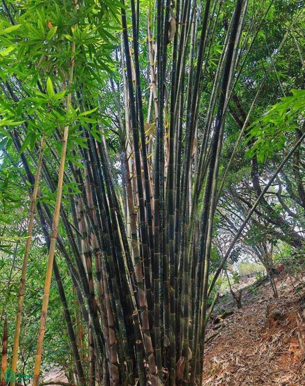 Finca Vida Orgánica , Barú, Perez Zeledon, San Jose