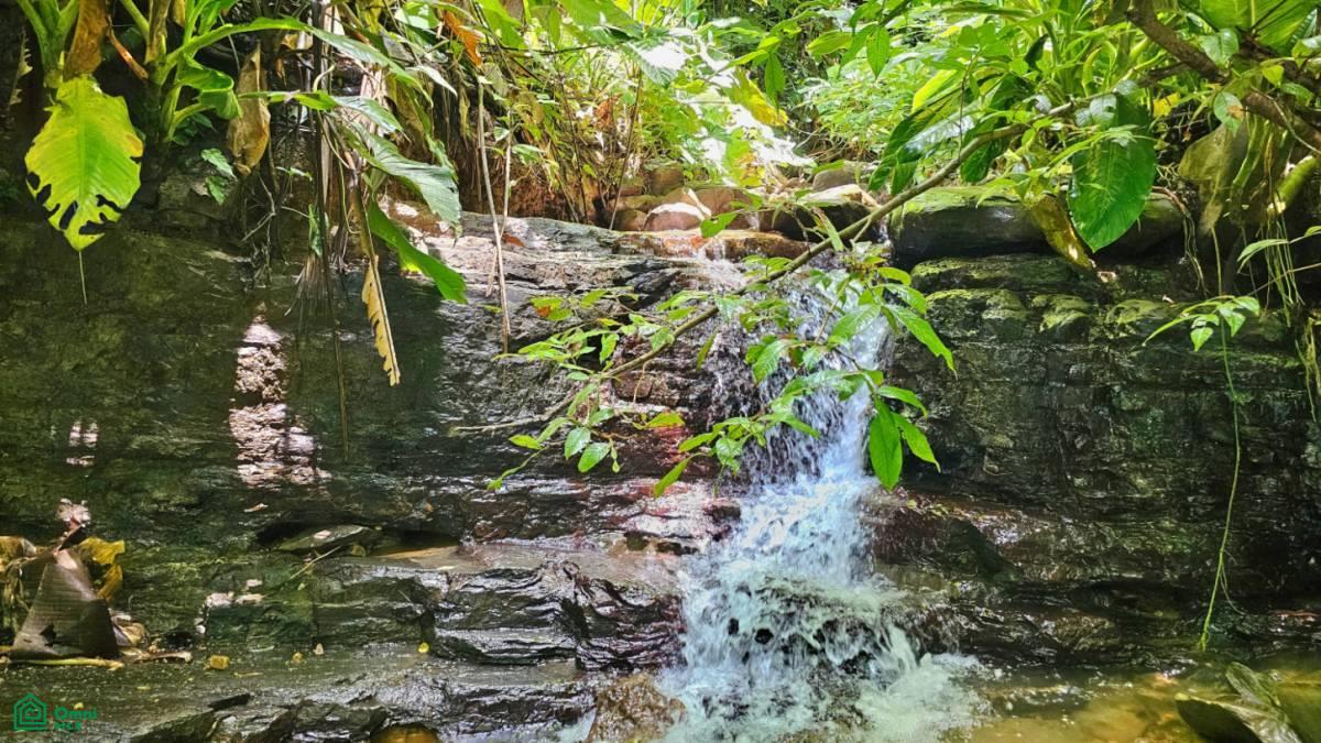 Finca Vida Orgánica , Barú, Perez Zeledon, San Jose