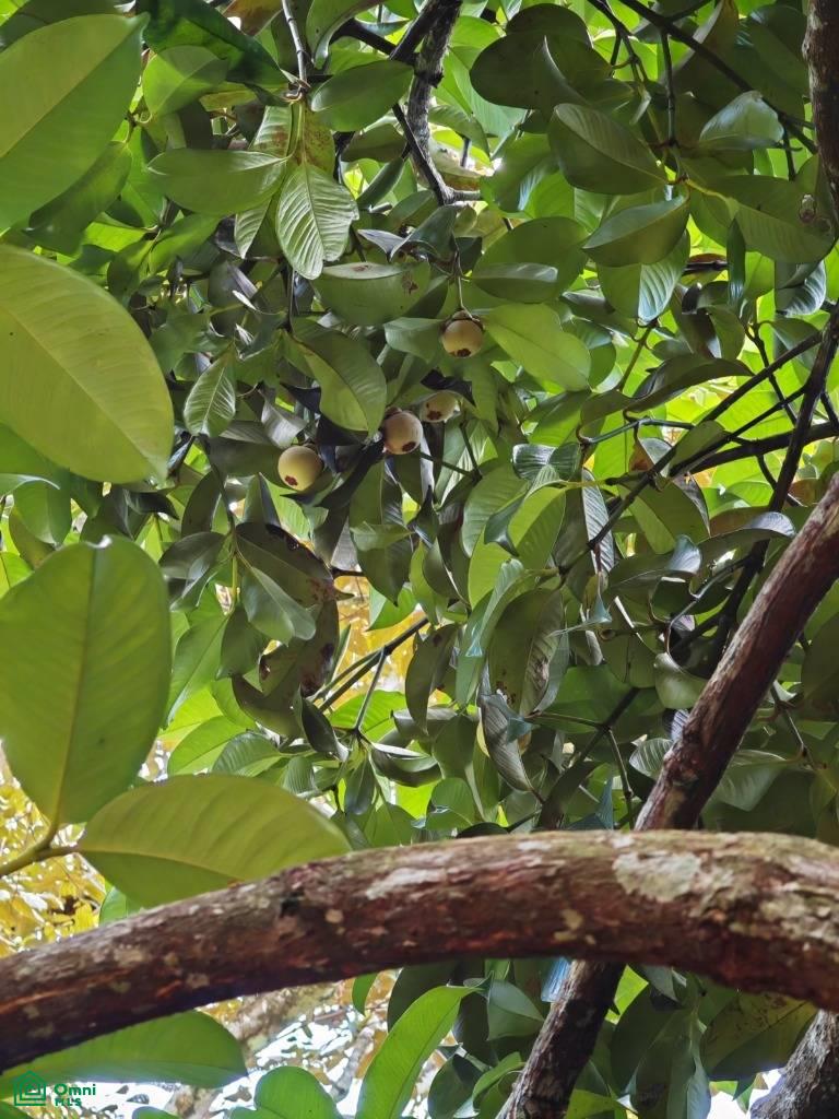 Finca Vida Orgánica , Barú, Perez Zeledon, San Jose