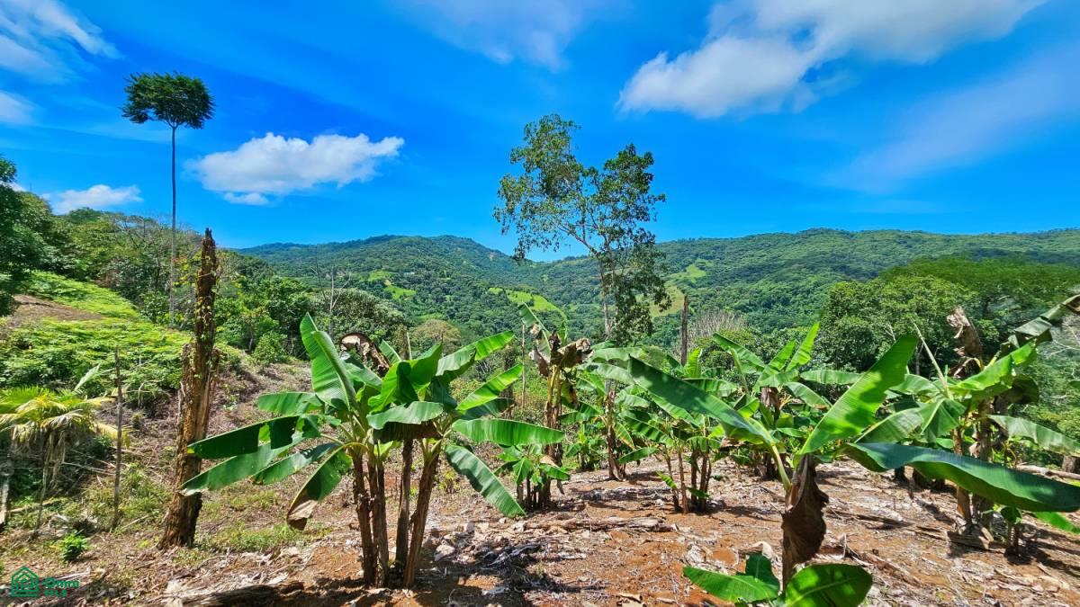 Finca Vida Orgánica , Barú, Perez Zeledon, San Jose