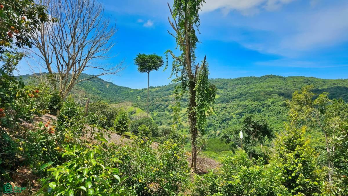 Finca Vida Orgánica , Barú, Perez Zeledon, San Jose