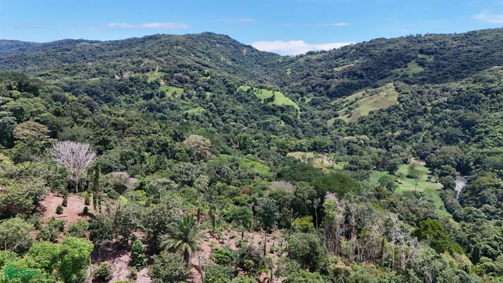 Finca Vida Orgánica , Barú, Perez Zeledon, San Jose