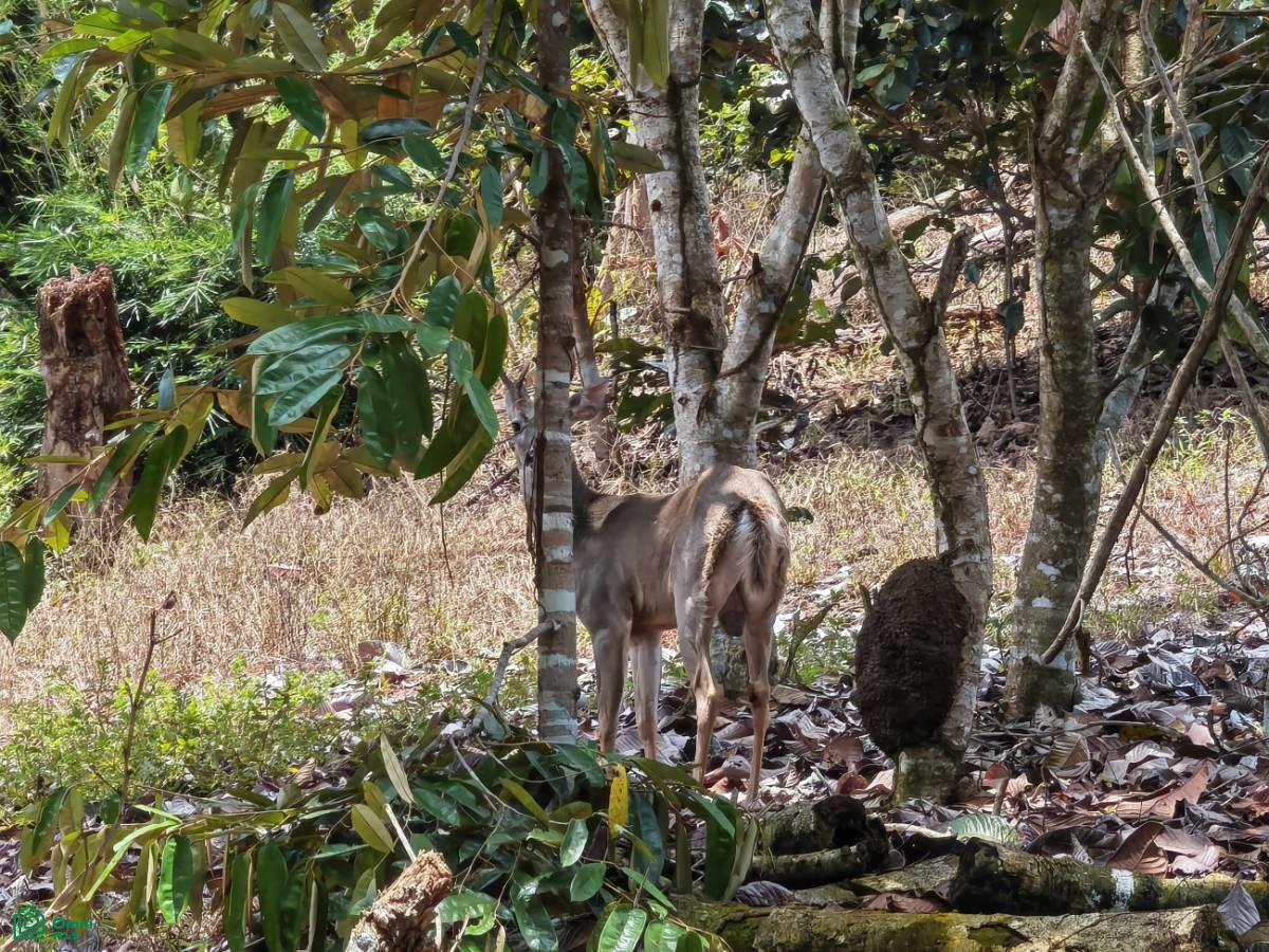 Finca Vida Orgánica , Barú, Perez Zeledon, San Jose