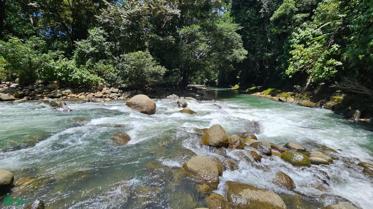 Finca Vida Orgánica , Barú, Perez Zeledon, San Jose